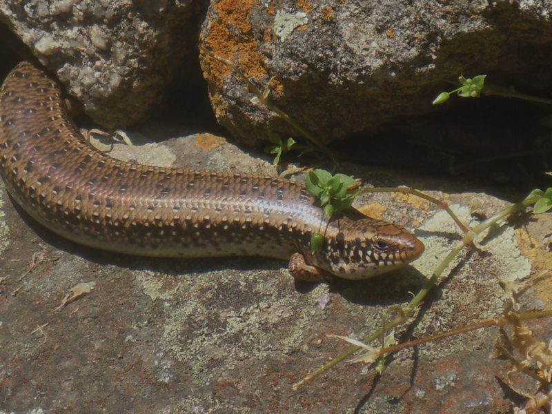 ..gongili ocellati dalla Gallura